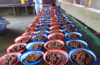 Rows of food bowls